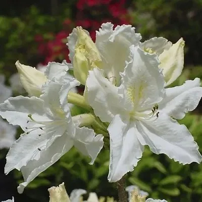 Азалия ОКСИДОЛ листопадная  Азалия ОКСИДОЛ листопадная в Сургуте