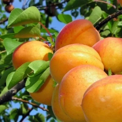 Абрикос ЭДЕЛЬВЕЙС в Сургуте