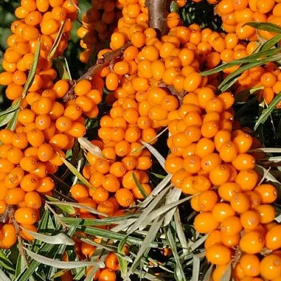 Облепиха ЕЛИЗАВЕТА в Сургуте