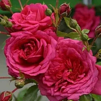 Саженцы роз ЛАГУНА плетистая  Саженцы роз ЛАГУНА плетистая в Сургуте