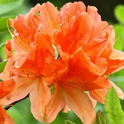 Азалия ГЕЙША ОРАНЖ японская  Азалия ГЕЙША ОРАНЖ японская в Сургуте