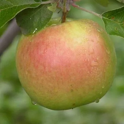 Яблоня БРЯНСКОЕ ЗОЛОТИСТОЕ  Яблоня БРЯНСКОЕ ЗОЛОТИСТОЕ в Сургуте
