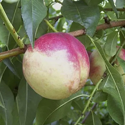 ПИЧЕРИН  ПИЧЕРИН в Сургуте