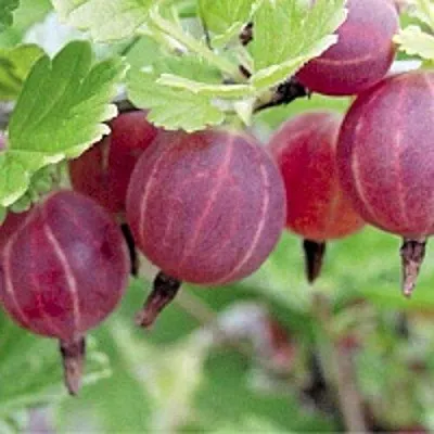 Крыжовник РАВОЛТ  Крыжовник РАВОЛТ в Сургуте