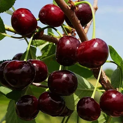 Вишня РОВЕСНИЦА  Вишня РОВЕСНИЦА в Сургуте