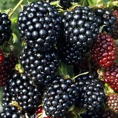 Ежевика ЭВЕРГРИН бесшипная  Ежевика ЭВЕРГРИН бесшипная в Сургуте