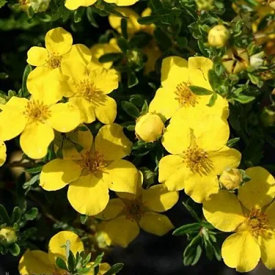 Лапчатка ХАКМАНС ГИГАНТ кустарниковая в Сургуте