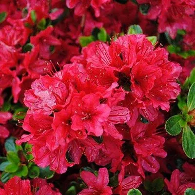 Азалия ХИНО КРИМСОН японская  Азалия ХИНО КРИМСОН японская в Сургуте