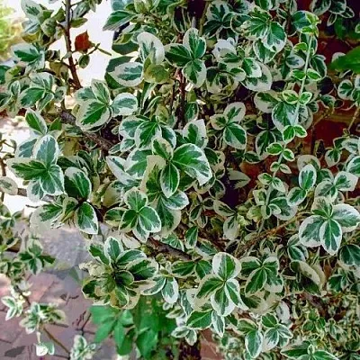 Бересклет ВАРИЕГАТУС форчуна  Бересклет ВАРИЕГАТУС форчуна в Сургуте