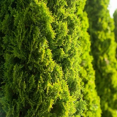 Туя в Сургуте