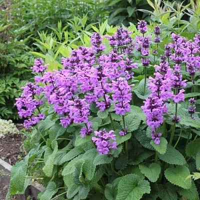 Буквица крупноцветковая  Буквица крупноцветковая в Сургуте