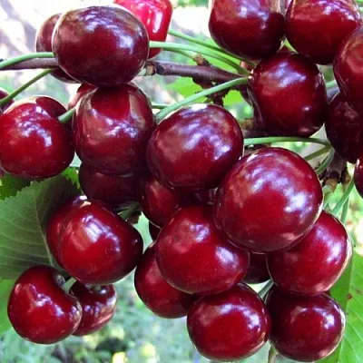 Вишня ЖУКОВСКАЯ  Вишня ЖУКОВСКАЯ в Сургуте