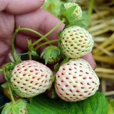 Клубника АНАНАСА ремонтантная в Сургуте