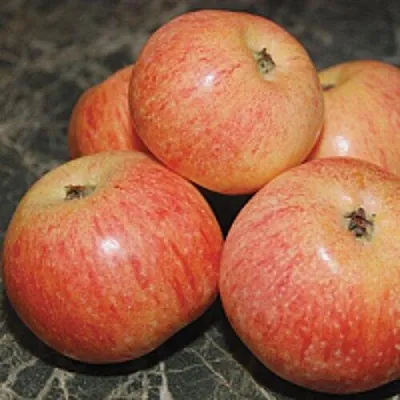 Яблоня КОНФЕТНОЕ в Сургуте