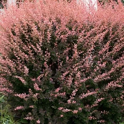 Барбарис РОУЗ ГЛОУ тунберга  Барбарис РОУЗ ГЛОУ тунберга в Сургуте