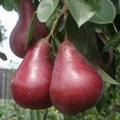 Груша СТАРКРИМСОН в Сургуте