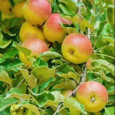 Яблоня ПАМЯТЬ БЛЫНСКОГО колонновидная  Яблоня ПАМЯТЬ БЛЫНСКОГО колонновидная в Сургуте