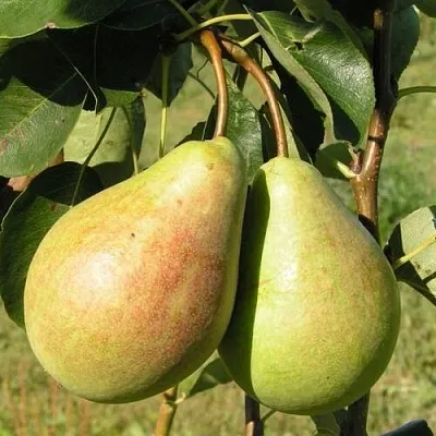 Груша ДУХМЯНАЯ  Груша ДУХМЯНАЯ в Сургуте