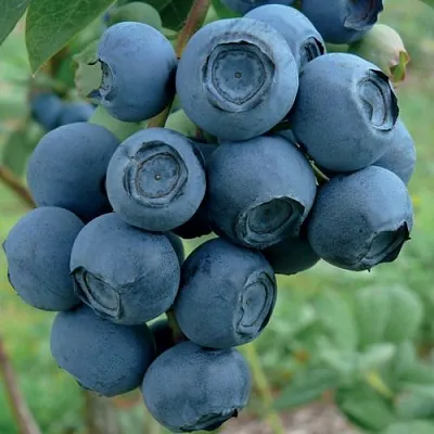 Голубика РУБЕЛ  Голубика РУБЕЛ в Сургуте