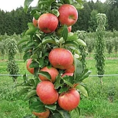 Яблоня ЯНТАРНОЕ ОЖЕРЕЛЬЕ колонновидная в Сургуте