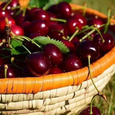 Вишня НЕСВИЖСКАЯ  Вишня НЕСВИЖСКАЯ в Сургуте