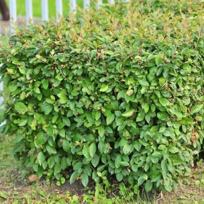 Кизильник блестящий в Сургуте