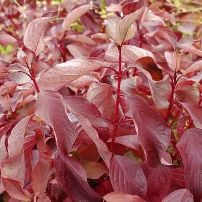 Дерен КРАСНЫЙ  Дерен КРАСНЫЙ в Сургуте