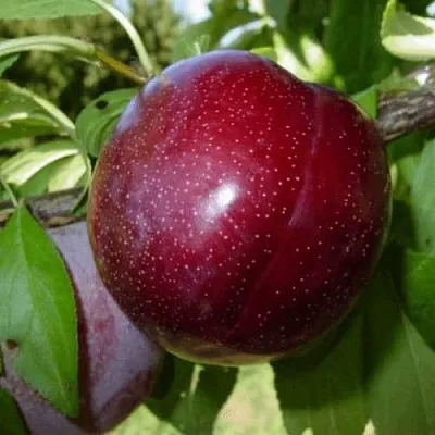 ШАРАФУГА в Сургуте