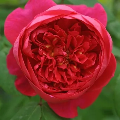 Саженцы роз БЕНДЖАМИН БРИТТЕН шраб  Саженцы роз БЕНДЖАМИН БРИТТЕН шраб в Сургуте