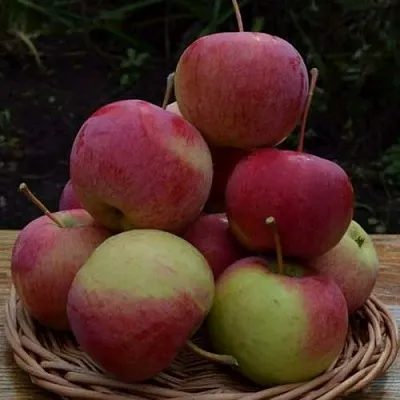 Яблоня РОДНИКОВАЯ  Яблоня РОДНИКОВАЯ в Сургуте