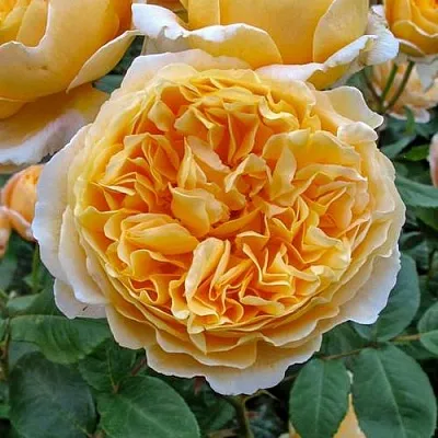 Саженцы роз БЕАТРИС английская  Саженцы роз БЕАТРИС английская в Сургуте