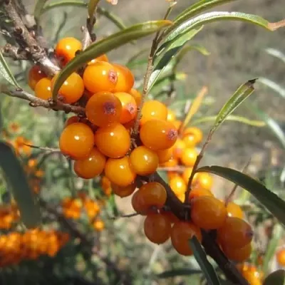 Облепиха СУДАРУШКА в Сургуте