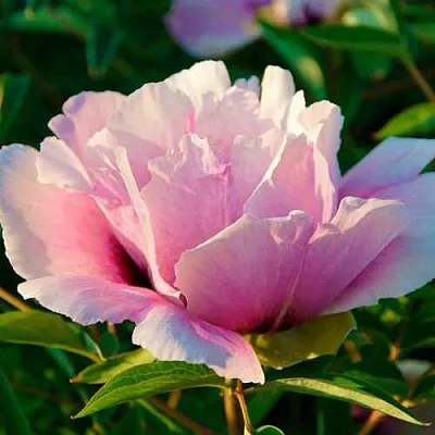 Пион ВРАТА ХРАМА древовидный   Пион ВРАТА ХРАМА древовидный  в Сургуте