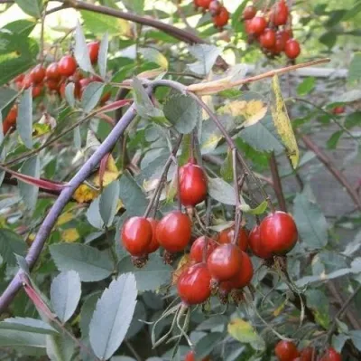 Саженцы роз сизая — описание сорта Саженцы роз сизая в Сургуте