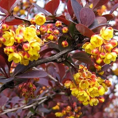 Барбарис СУПЕРБА оттавский   Барбарис СУПЕРБА оттавский  в Сургуте