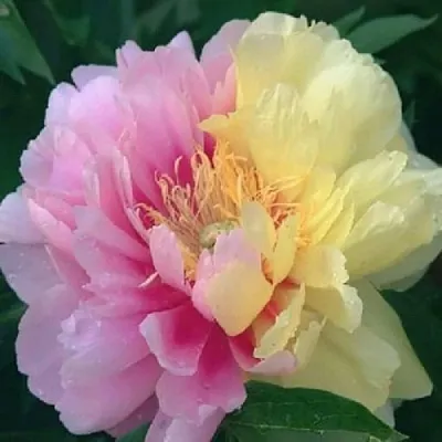 саженцы пиона саженцы пиона