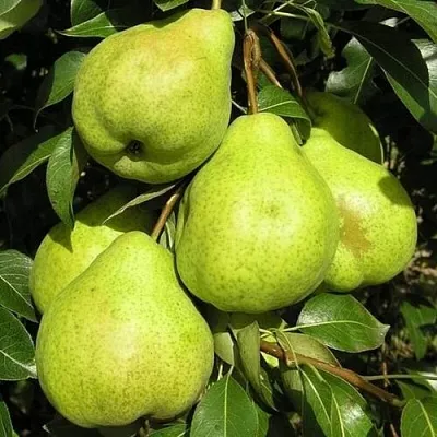 Груша АВГУСТОВСКАЯ РОСА в Сургуте