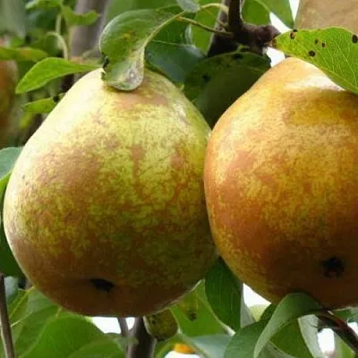 Груша БЕЛОРУСКА в Сургуте