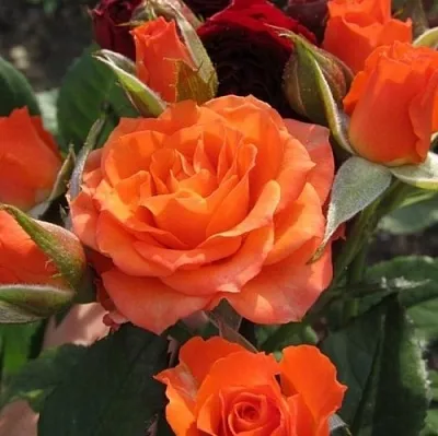 Саженцы роз АЛЕГРИЯ спрей  Саженцы роз АЛЕГРИЯ спрей в Сургуте