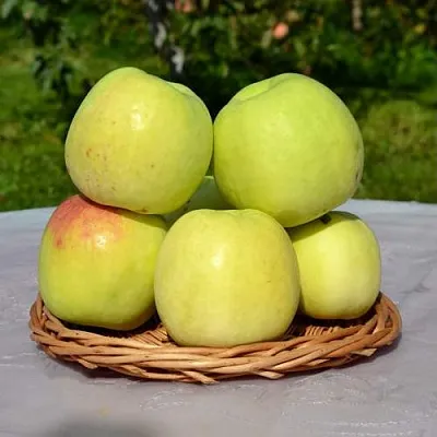 Яблоня БИРСКОЕ ГРУШЕВОЕ (БИЧИК)  Яблоня БИРСКОЕ ГРУШЕВОЕ (БИЧИК) в Сургуте