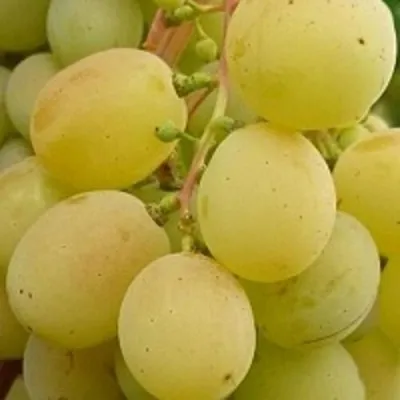 Виноград ТАЛИСМАН в Сургуте