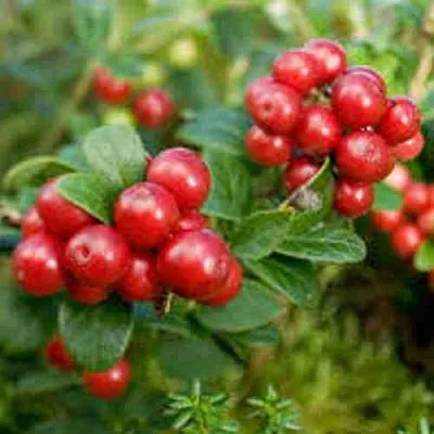 Брусника садовая РУНО БЕЛЯВСКИ в Сургуте