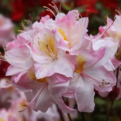 Азалия САТОМИ японская  Азалия САТОМИ японская в Сургуте