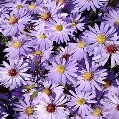 Астра БЛЮ ХЕВЕН сердцелистная  Астра БЛЮ ХЕВЕН сердцелистная в Сургуте