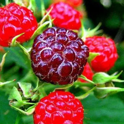 Княженика в Сургуте