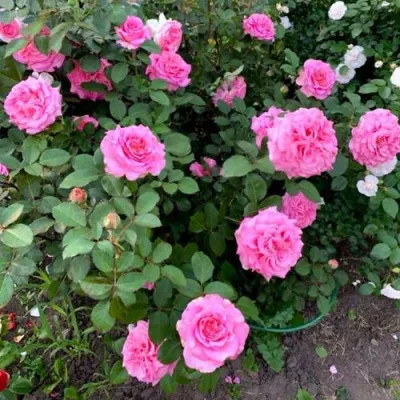 Саженцы роз ЭШЛИ чайно-гибридная — описание сорта Саженцы роз ЭШЛИ чайно-гибридная в Сургуте