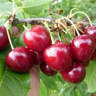 Вишня КОЛОННОВИДНАЯ  Вишня КОЛОННОВИДНАЯ в Сургуте