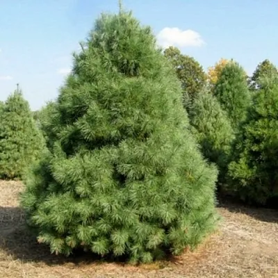 Сосна ВЕЙМУТОВА  Сосна ВЕЙМУТОВА в Сургуте