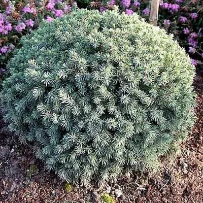 Ель ЭХИНИФОРМИС сизая  Ель ЭХИНИФОРМИС сизая в Сургуте