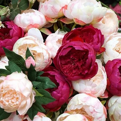 Пионы в Сургуте